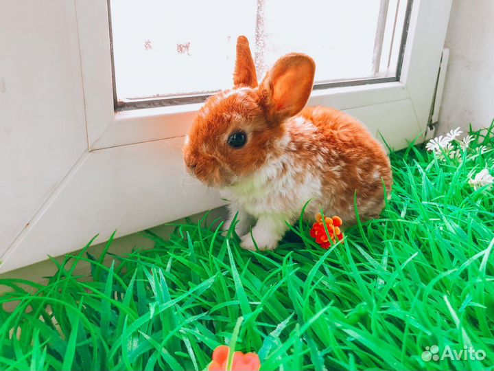 Мини Карликовый кролик - королевский