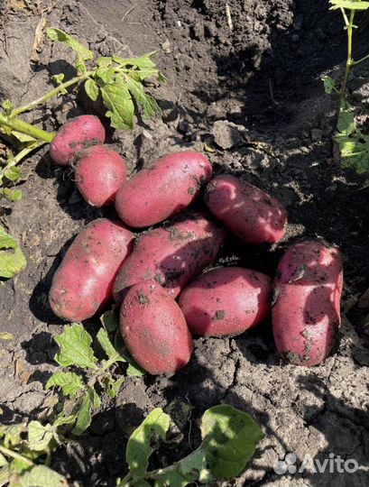 Овощи оптом