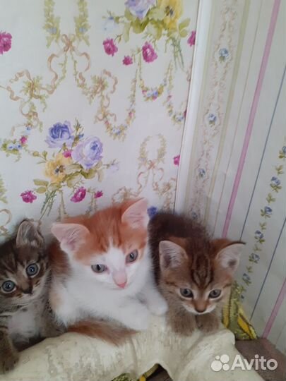 Кошка в дар бесплатно