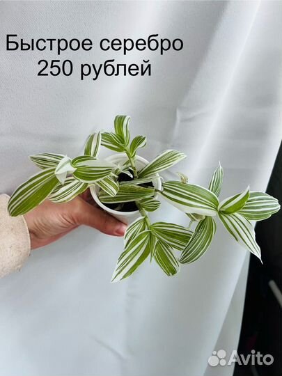 Традесканции сортовые