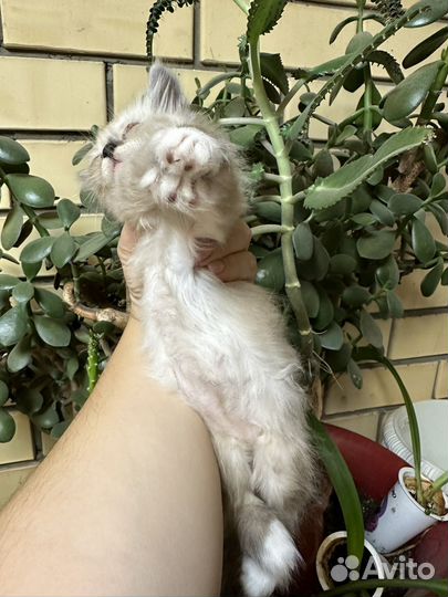 Котенок
