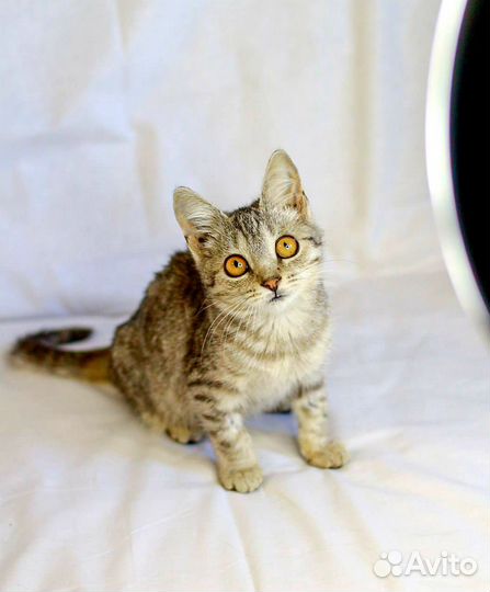 Котенок