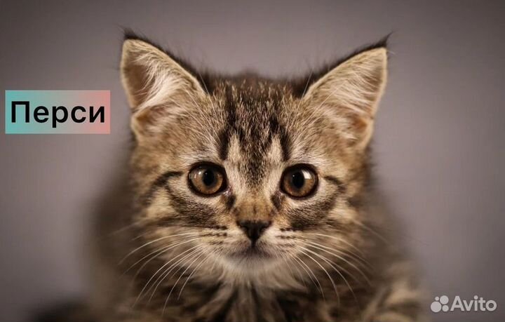 Маленькие котята — метисы британской породы в дар