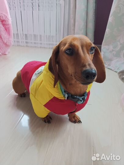 Одежда для животных