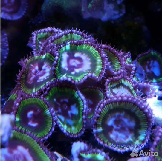 Морские кораллы