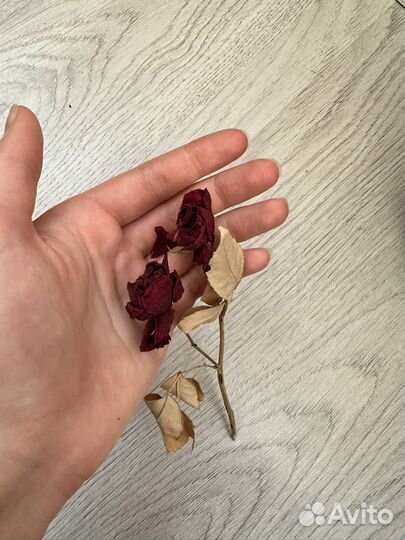 Сухоцветы. Гвоздики, розы, гортензии