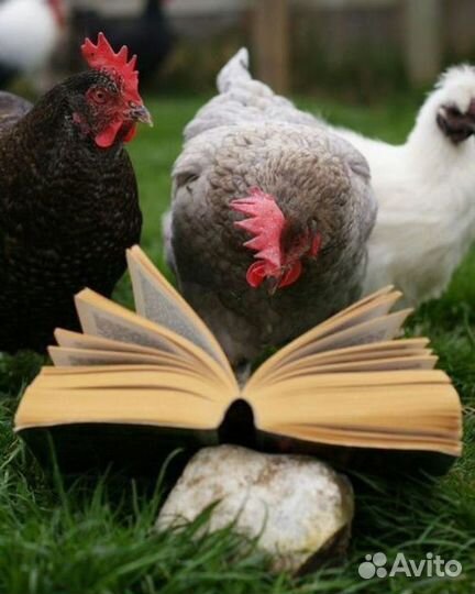 Цесарки,молодые петушки,молодые курочки несушки