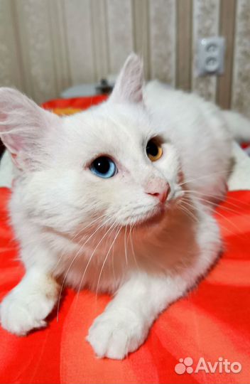 Белый котик с разными глазами