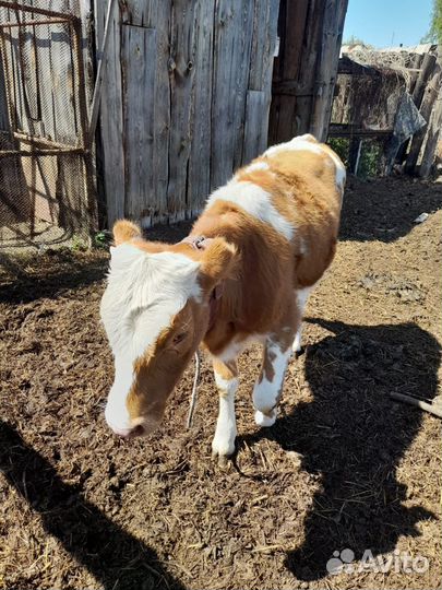 Корова телка