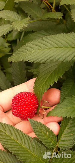 Тибетская малина саженцы норвежская ежемалина