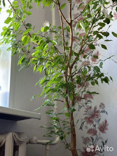 Фикус бенджамина большой