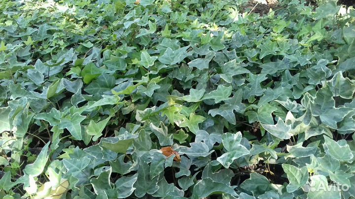 Плющ (Hedera) вечнозеленое