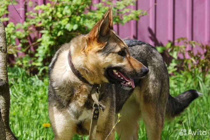 Шикарная Бетта, стерилизована