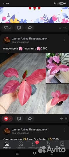 Аглаонемы Тай 1