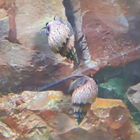 Улитки аквариумные конусообразные