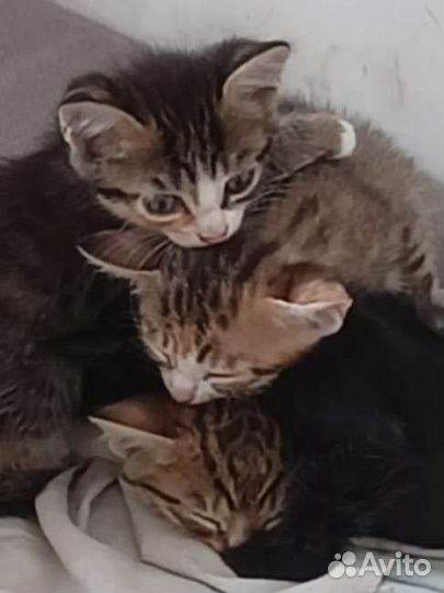 Котята в добрые руки бесплатно