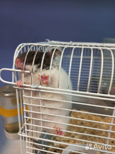 Джунгарский хомяк