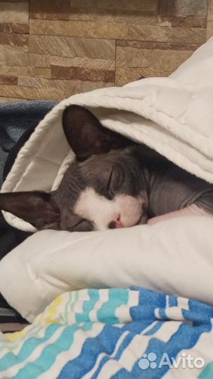 Канадский сфинкс