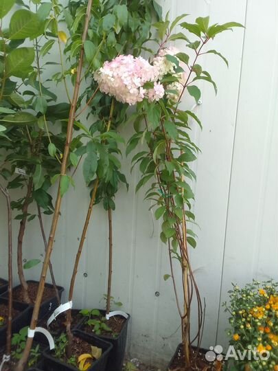 Гортензия саженцы