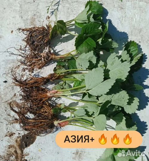 Рассада клубники Азия+