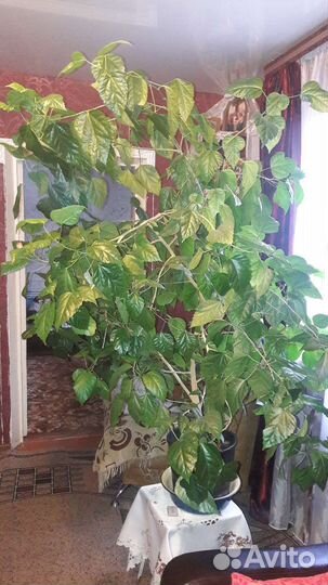 Гибискус китайская роза