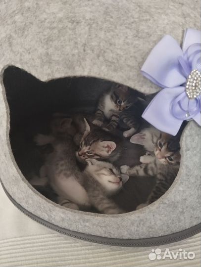 Отдам котят в добрые руки