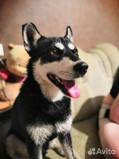 Отдам в добрые руки