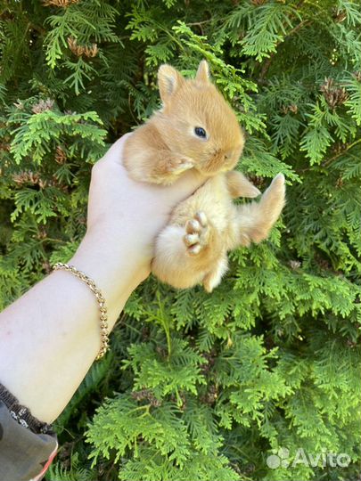 Карликовые кролики всех пород