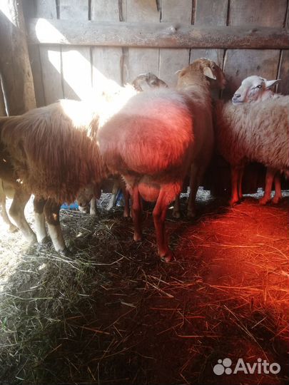 Баран на племя