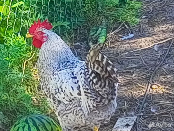 Петухи разных пород