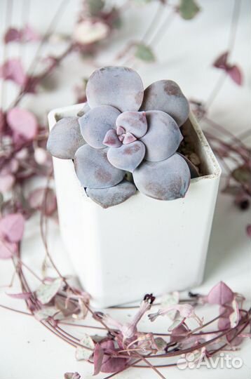 Суккуленты-3 эхеверии, пахиверии, граптоверия