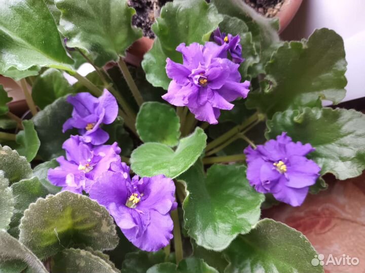 Цветы вырощенные из семян