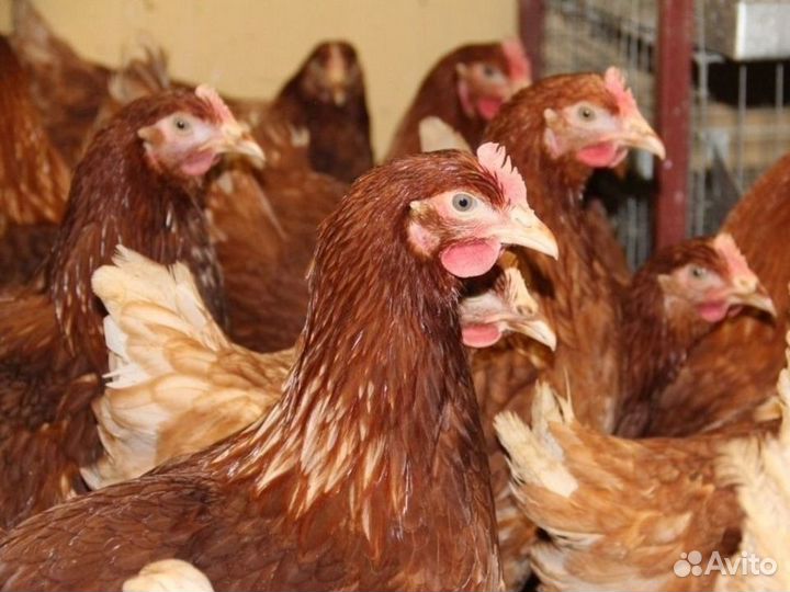 Куры Несушки / от 10 штук / с Бесплатной доставкой