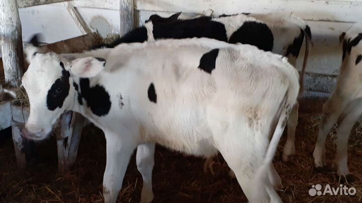 Бычки на откорм