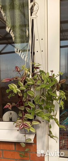 Традисканция