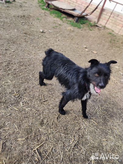 Небольшой хвостик ищет дом