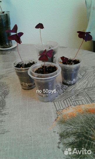 Кислица оксалис