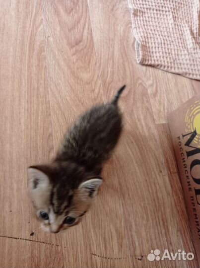 Кошка в дар бесплатно