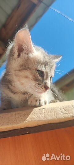 Котята в добрые руки даром