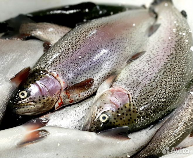 Печень трески Мурманск, икра форели из Карелии