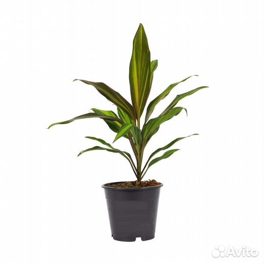 Кордилина киви детки