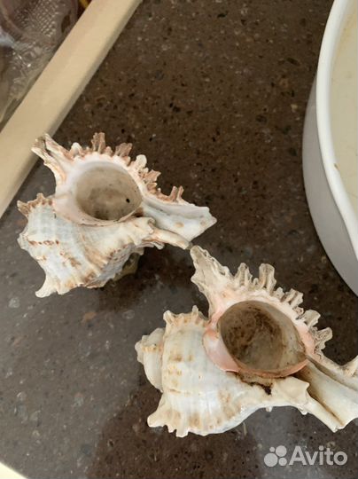Ракушки статуэтки