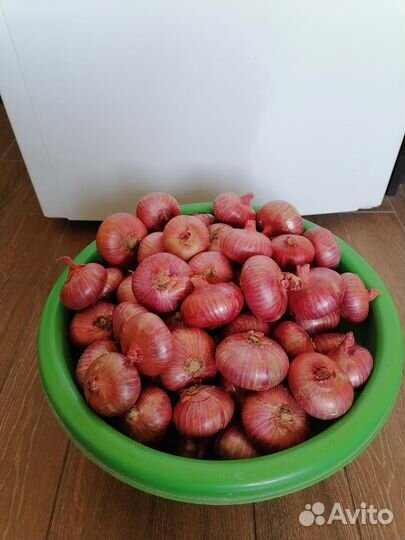 Лук семейный 2023г