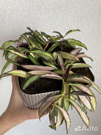 Хойя хешкелиана вариегатная, кентиана вариегатная