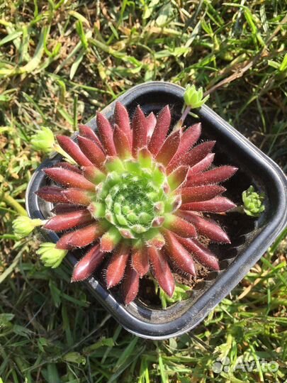 Молодило (каменная роза)