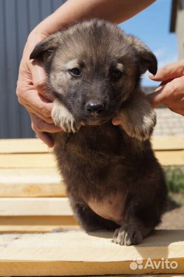 Щенки 4 в поиске дома