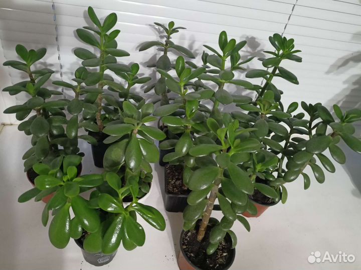 Суккуленты: хавортия, алоэ вера, толстянка