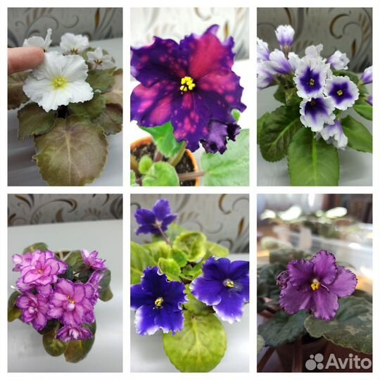 Сортовые фиалки, детки, листья