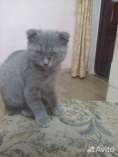 Серый котенок