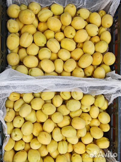 Абрикос оптом